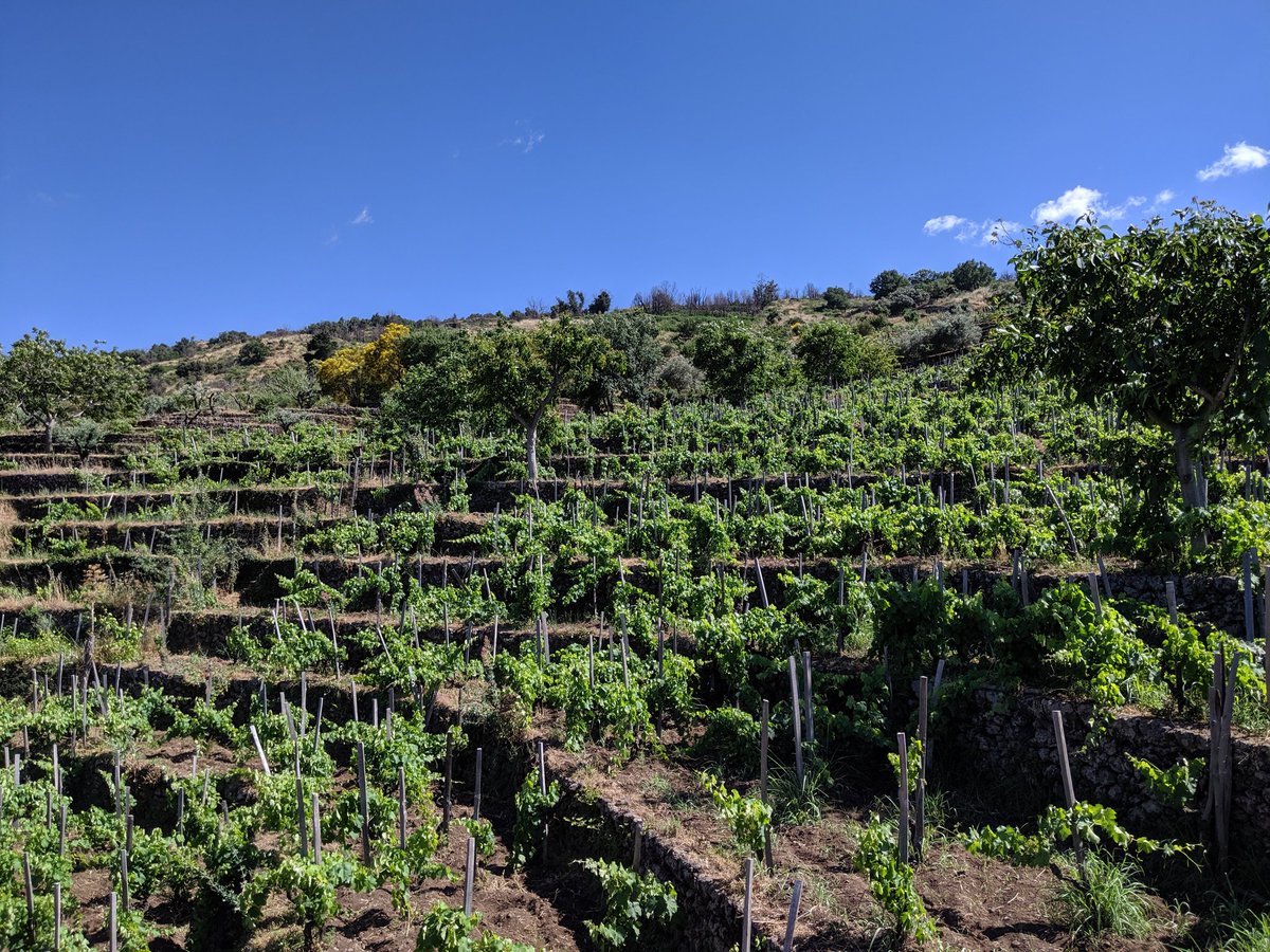 Thrilled to visit Contrada Barbabecchi, source of the renowned Magma, on our visit to Etna wine pioneer Frank Cornelisson.