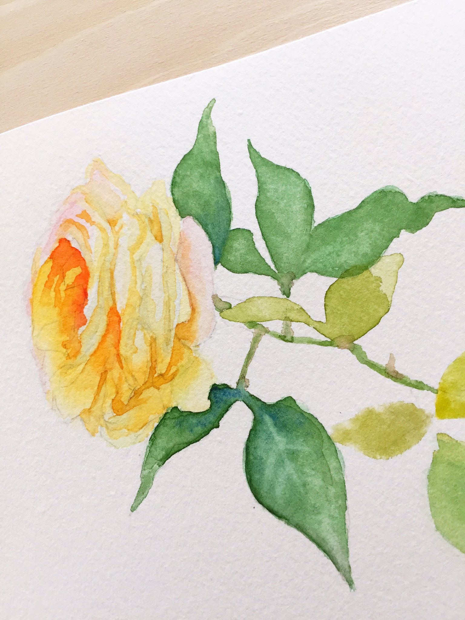エリス 透明水彩 きちんと描ける花スケッチ 中村愛さん アナログ 模写 薔薇 今日のアナログ 中村愛さんの著書 きちんと描ける花スケッチ より模写 昨日描いたものは一つもいいとこのない大失敗作だったけど今日のはなんとか でも難しい 本 エリス 透明水彩 きちんと描ける花スケッチ 中村愛さん アナログ 模写 薔薇 今日のアナログ 中村愛さんの著書 きちんと描ける花スケッチ より模写 昨日描いたものは一つもいいとこのない大失敗作だったけど今日のはなんとか でも難しい 本