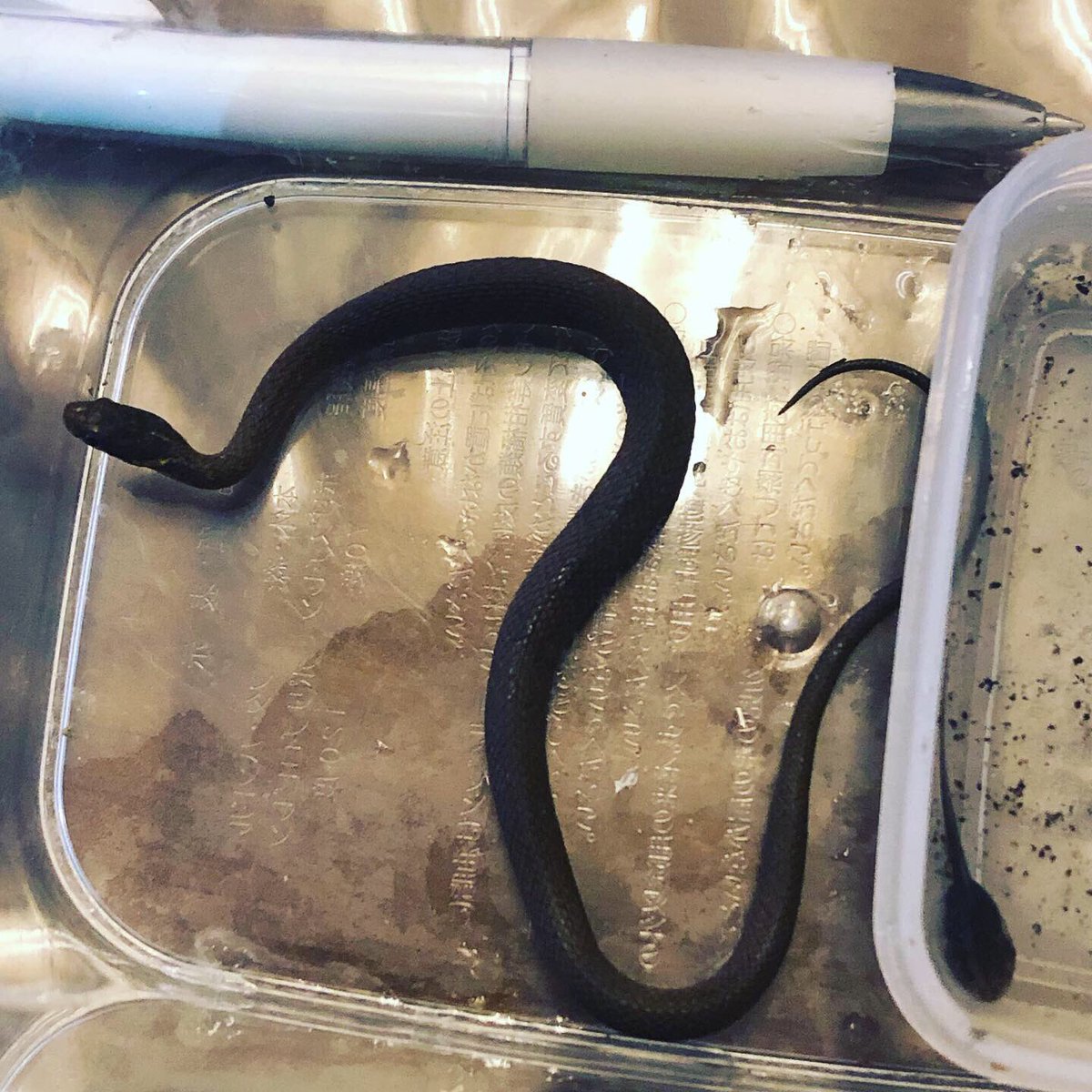 Brand New Zone オープンしてます 小さめヒバカリが来てます 多分sサイズのウキガエルも食べられるかと思います 飼育は餌さえ確保できれば簡単ですし大人しい蛇ですのでおススメです 爬虫類バル 爬虫類 バル 爬虫類販売 大阪 爬虫類 Brand New Zone オープンしてます 小さめヒバカリが来てます 多分sサイズのウキガエルも食べられるかと思います 飼育は餌さえ確保できれば簡単ですし大人しい蛇ですのでおススメです 爬虫類バル 爬虫類 バル 爬虫類販売 大阪 爬虫類