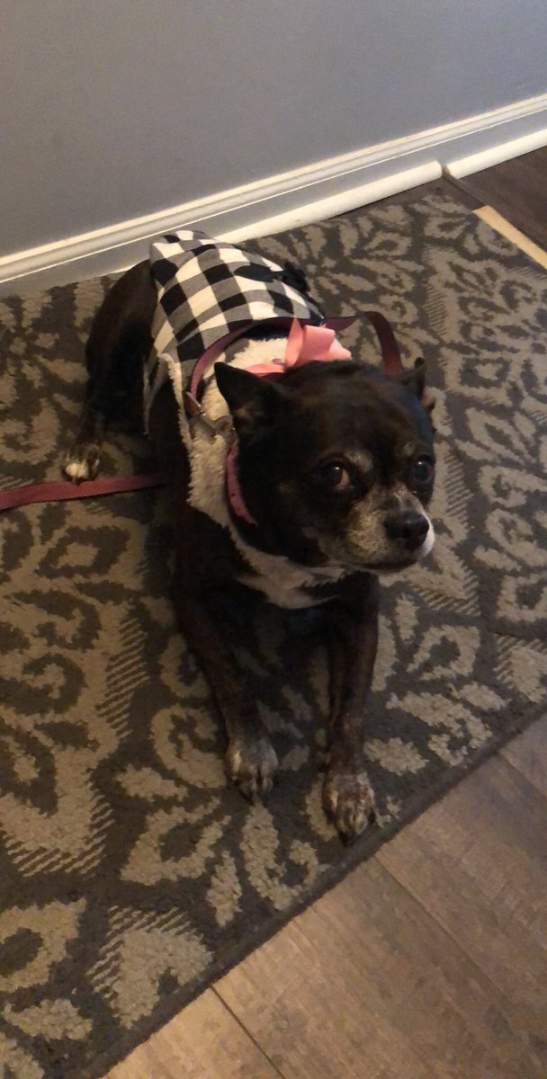 IP44398564's tweet image. This is my Gordita