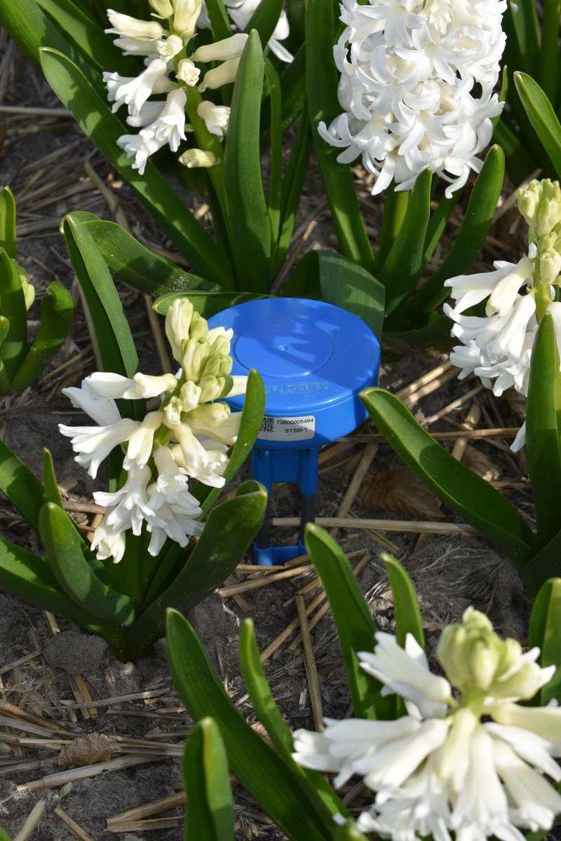 sensoterra's tweet image. @ConnectedGreen_ a Dutch landscaping #dataintegrator, provides smart data solutions for landscapers and cities, for insights into soil and #planthealth associated with #precisionirrigation. 
#precisionag #technology #IoTworld #IoTcommunity #LoRaWAN

buff.ly/2EVhx7I