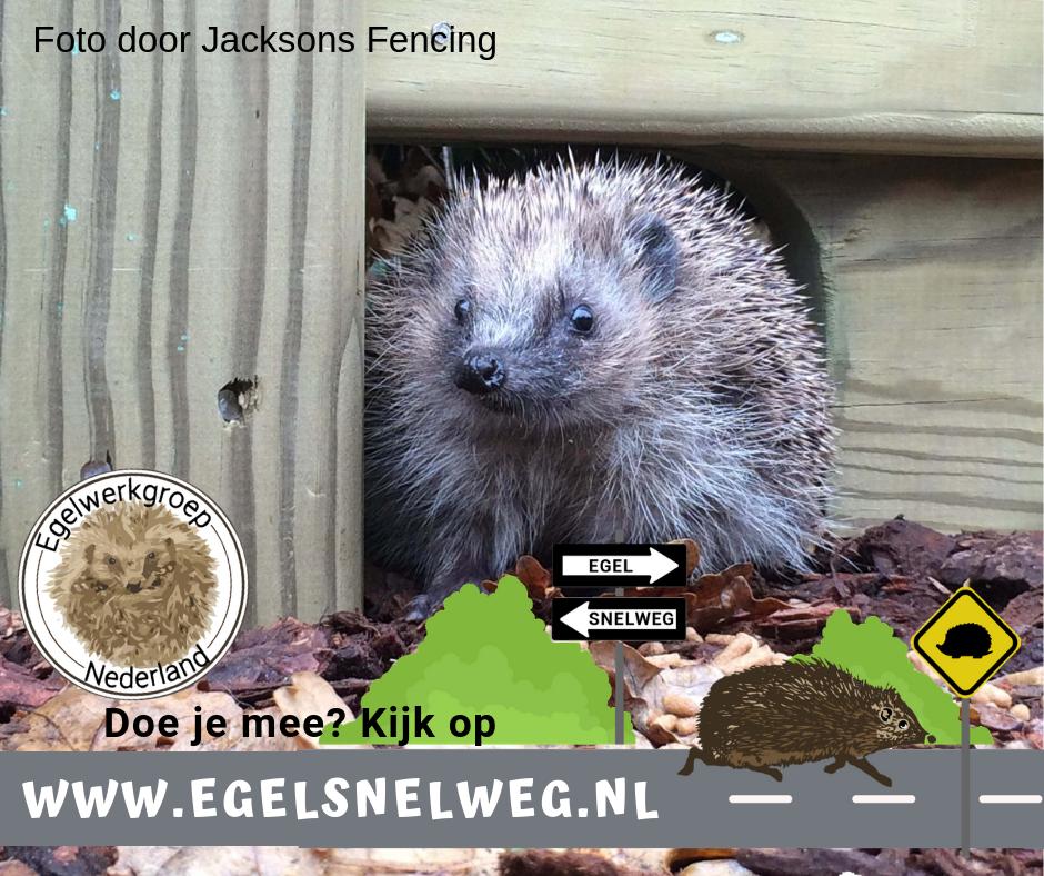Doe jij dit weekend mee aan de #Opentuinendag? Maak dan een echte levende tuin, leg een #egelsnelweg aan en inspireer anderen! Kijk voor meer informatie op egelsnelweg.nl <a href="/Tuinweek/">Nationale Tuinweek</a> @OpSteenbreek