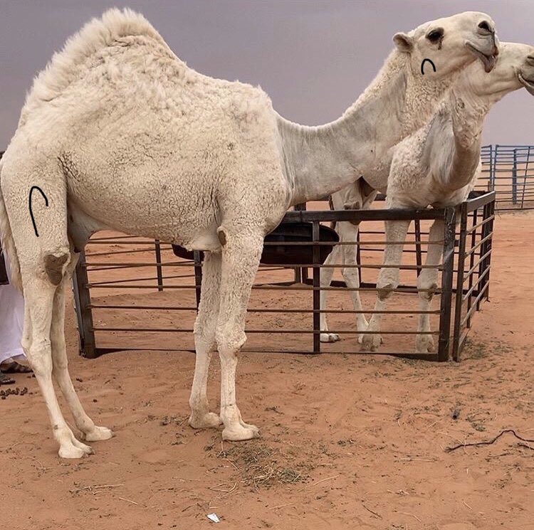 F_Muqhim's tweet photo. وسم المحينات من الدهامشه من عنزه  الهلال والباكوره 
ولكل عائله شاهد معين يميزهم 
وليس كما تم ذكره في بعض الحسابات 
وللتوضيح تم عمل صوره توضيحيه وموضح فيها الهلال على الخد من يمين والباكوره على الفخذ من يمين 
@m7eny 
@twasel_d https://t.co/Zibckh7lCg