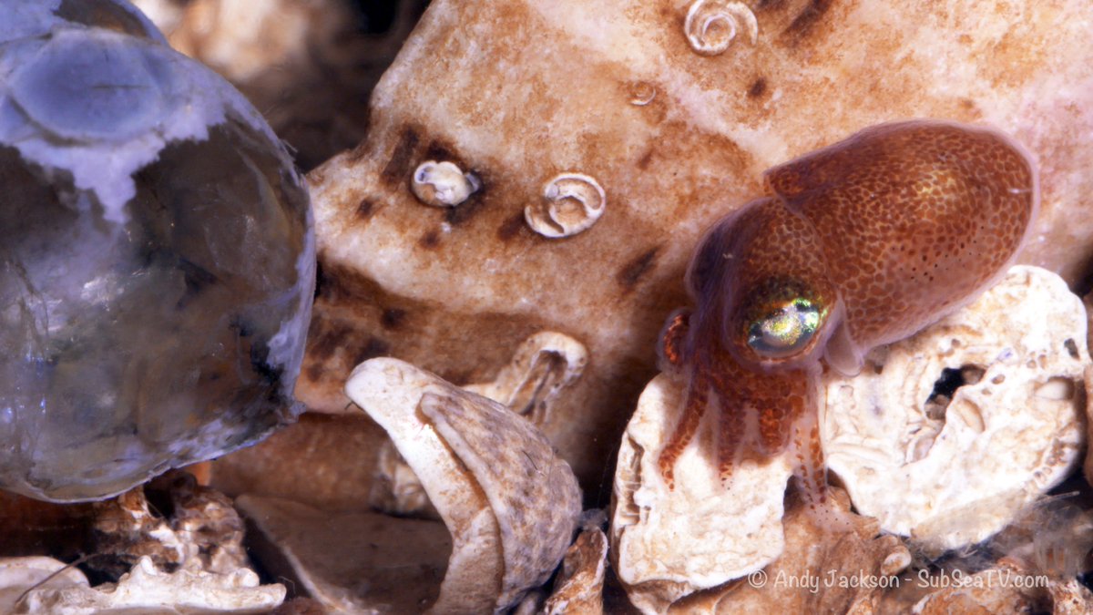 Subseatv's tweet photo. Baby Stout Bobtail Squid (Rossia macrosoma) 5mm long and fully formed. Egg case to the left of frame. Video still frame #lochcarron #cephalopod #squidlets #hatchling https://t.co/yZNU2Yul5o