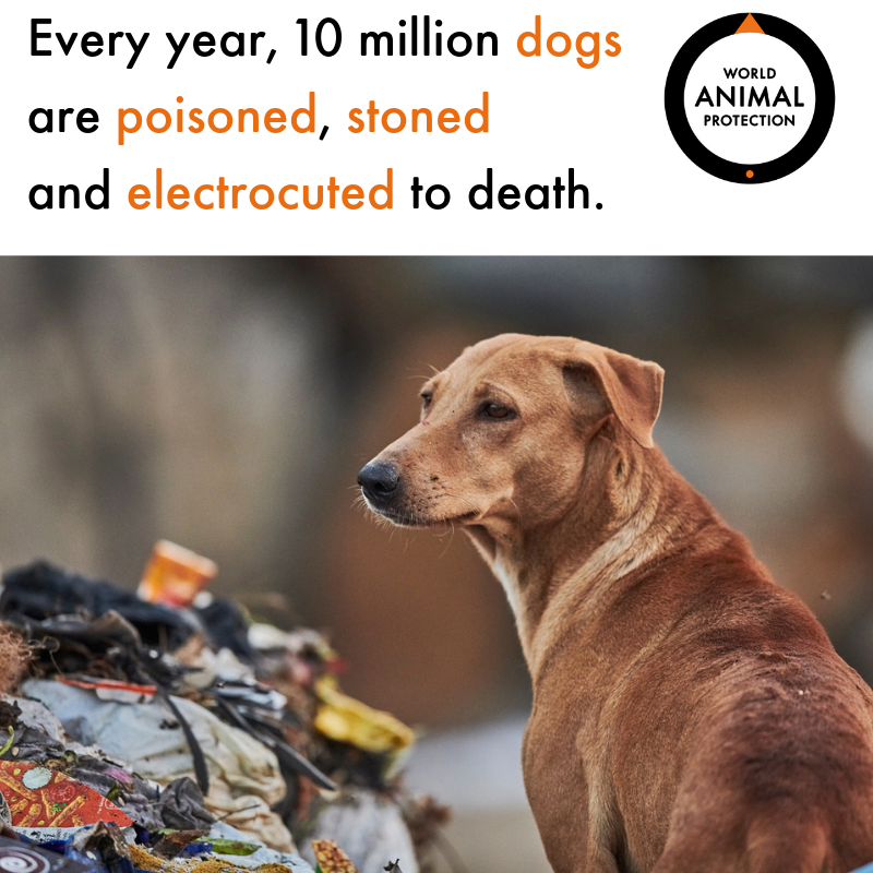 MoveTheWorldIN's tweet photo. #Cullingdogs does not stop the spread of #rabies. This is not a humane or responsible way to manage dog populations. The best way to protect #dogs and people is to vaccinate them.
#Betterwithdogs https://t.co/dDa1iS14LJ https://t.co/DL8EIEMVxV