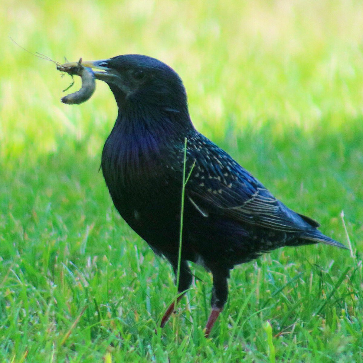 Dennis_von_W's tweet photo. Guten Morgen! π€#EarlyBirdChallenge https://t.co/kZgCU8EdxR