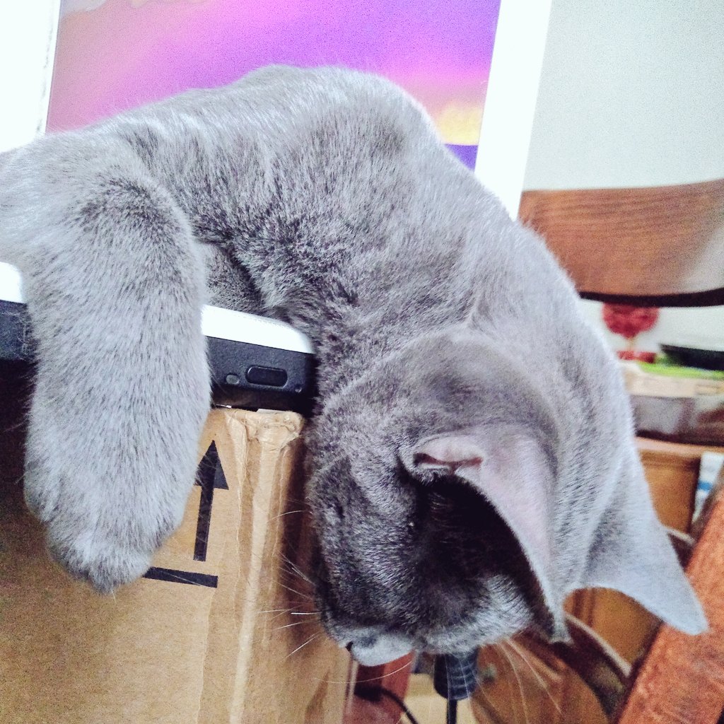 TeamBobFamily's tweet photo. It is past our bed time for the #TeamBob family!!
This lil Sis-a-fur sure is tired!! Growing kittens need lots of rest..and food!! But they sure are #cute!!
#goodnight #sleepy #CatsOfTwitter #NotGoingToMoveπΉ #CutenessOverload
#Meow #Sleepyhead
π https://t.co/3tE6aluxfCπ https://t.co/EmyeNhM8Lb