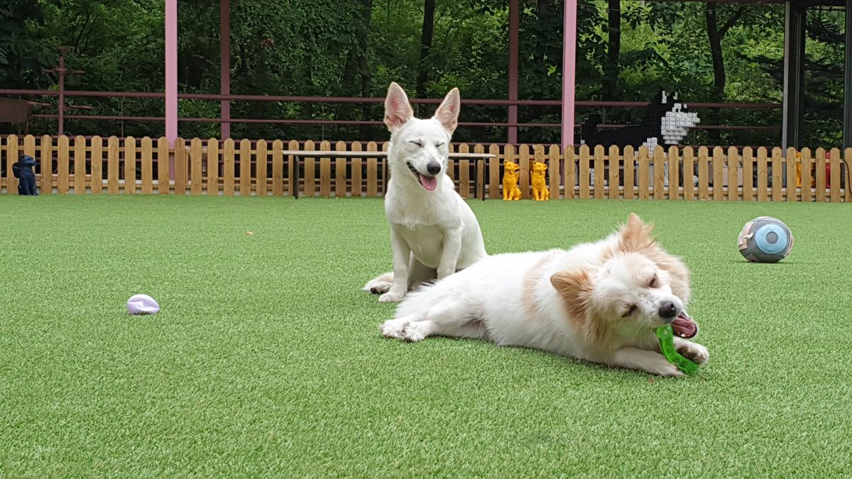 doghotelsdotcom's tweet photo. #다호 #강정 고객님 새가족 찾아요💓

💫🐶댕스타그램(공식인별)💫
👉 https://t.co/EQXSpSPmsE

💫새가족신청💫
👉 https://t.co/gAdkuizECj

#유기견 #유기견입양 #반려견 #댕댕이 #사지말고입양하세요 #안정환 #토니안 #유재환 #공원소녀 #레나

❗️ 빠�� 새가족찾기를 위해
 RT 마니 부탁하개🐶❗️ https://t.co/C8uns4qUdK