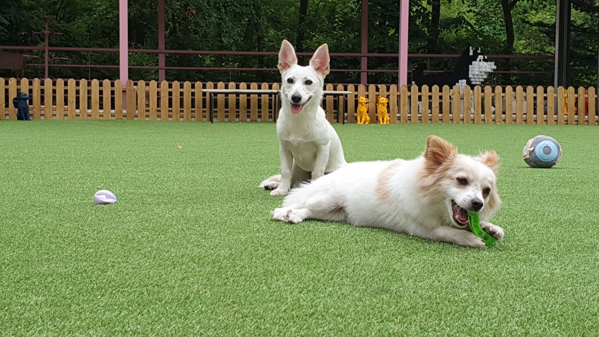 doghotelsdotcom's tweet photo. #다호 #강정 고객님 새가족 찾아요💓

💫🐶댕스타그램(공식인별)💫
👉 https://t.co/EQXSpSPmsE

💫새가족신청💫
👉 https://t.co/gAdkuizECj

#유기견 #유기견입양 #반려견 #댕댕이 #사지말고입양하세요 #안정환 #토니안 #유재환 #공원소녀 #레나

❗️ 빠�� 새가족찾기를 위해
 RT 마니 부탁하개🐶❗️ https://t.co/C8uns4qUdK