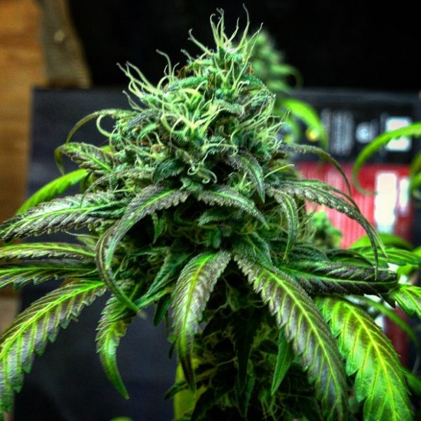 highriseseed tweet picture