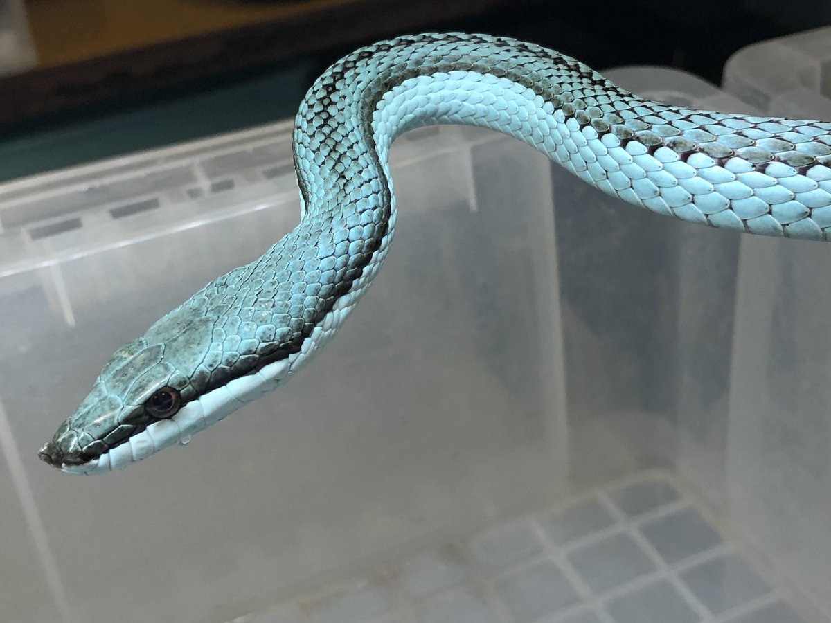 ターコイズ💎 #バロンコダマヘビ #WING21