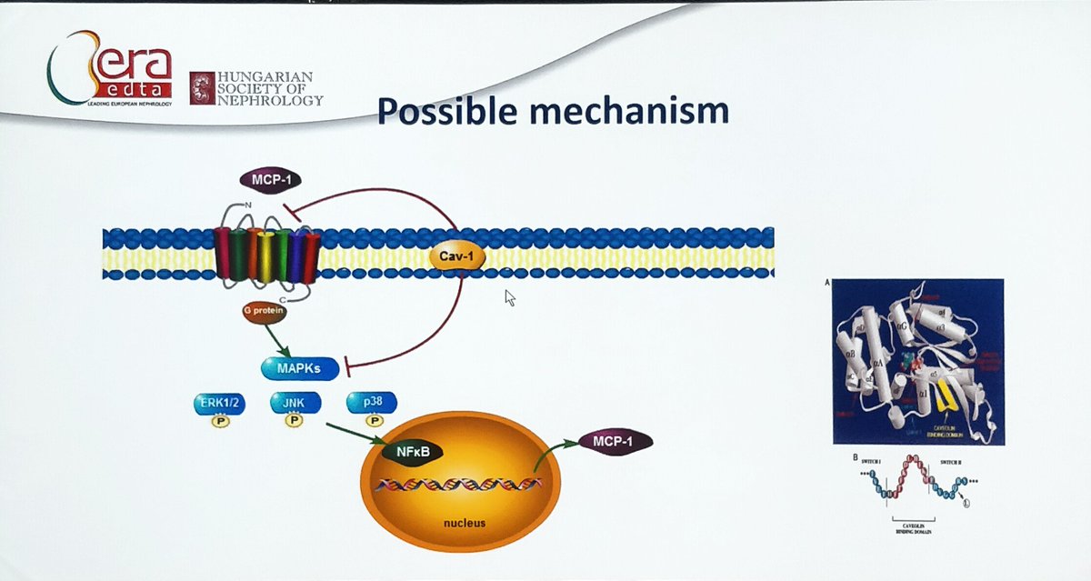 ERAkidney's tweet image. 💢 #ERAEDTA19 Vascular Access session

▶️ Dr. Zhe Wang present their data on the effect of Sheer Stress in the expression of MCP-1 by vascular endothelial cells 

#VascularAccess @SocietyAccess
