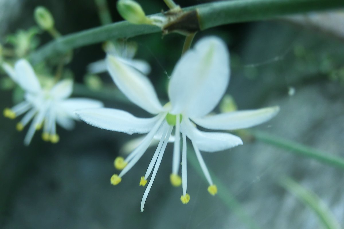 オリヅルランの花