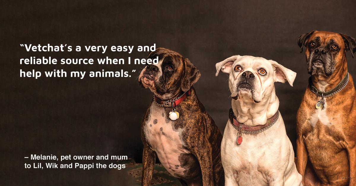 When it comes to personalised advice for all three of her dogs, “Vetchat’s response is quick and very helpful.”
Connect with our vets in minutes like Melanie did.