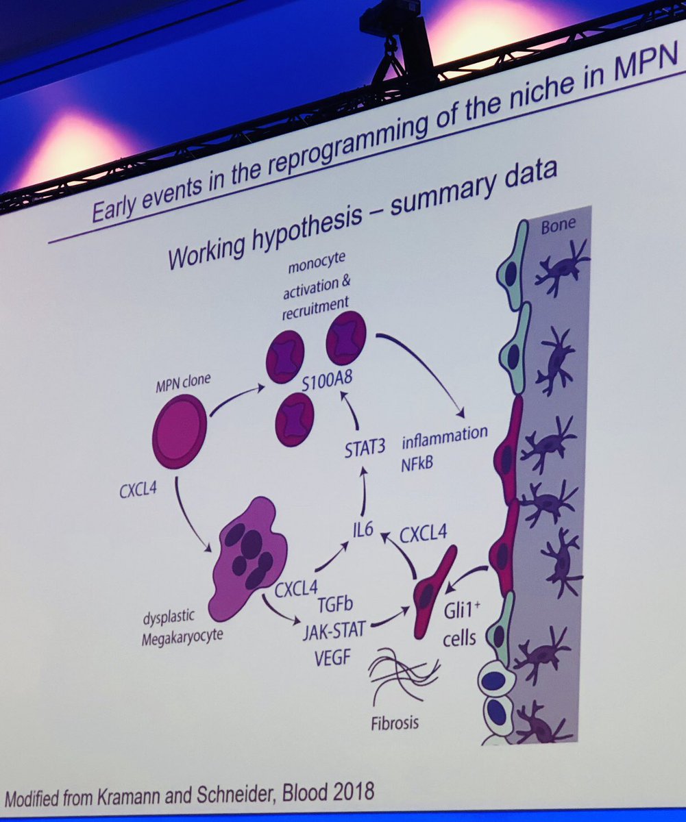 doctorpemm's tweet photo. #EHA24 | Outstanding talk & slides by Dr R Schneider MPN educational session @EHA_Hematology | Great slide on working hypothesis in early events in reprogramming/niche in MPN | #cytokines #inflammation #CXCL4 #monocytes #GLI1 #microenvironment | #MPNSM https://t.co/KQKpXBHJEz