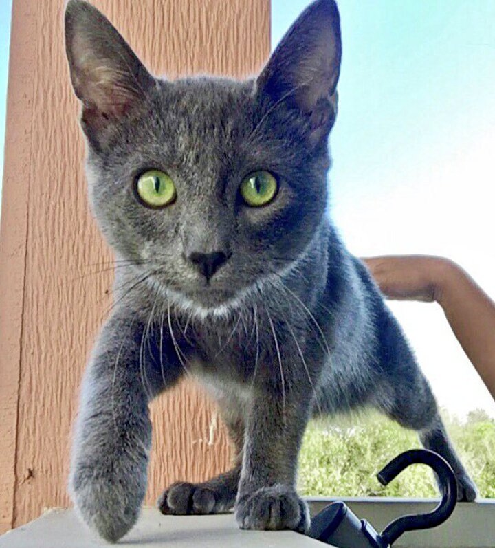 MCrisCardena's tweet photo. @PickleytheCat Pickley, don't lead by example because if #TWITTERLAND_CATS get a hold of your video, there will be chaos on the #Blue_Marble! Cat mommas don't need any bad behavior influencing the kitties!
#Russian_Blue and oh so beautiful; https://t.co/OvNxLa15YC