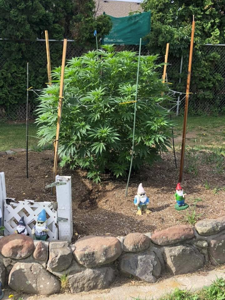 NirvanaShop's tweet photo. our great sherbert cookies π#legalize #cannabis #weed #cannabiscommunity #thc #cbd #nirvanashop #nirvanaseeds https://t.co/JYbSDtFo83