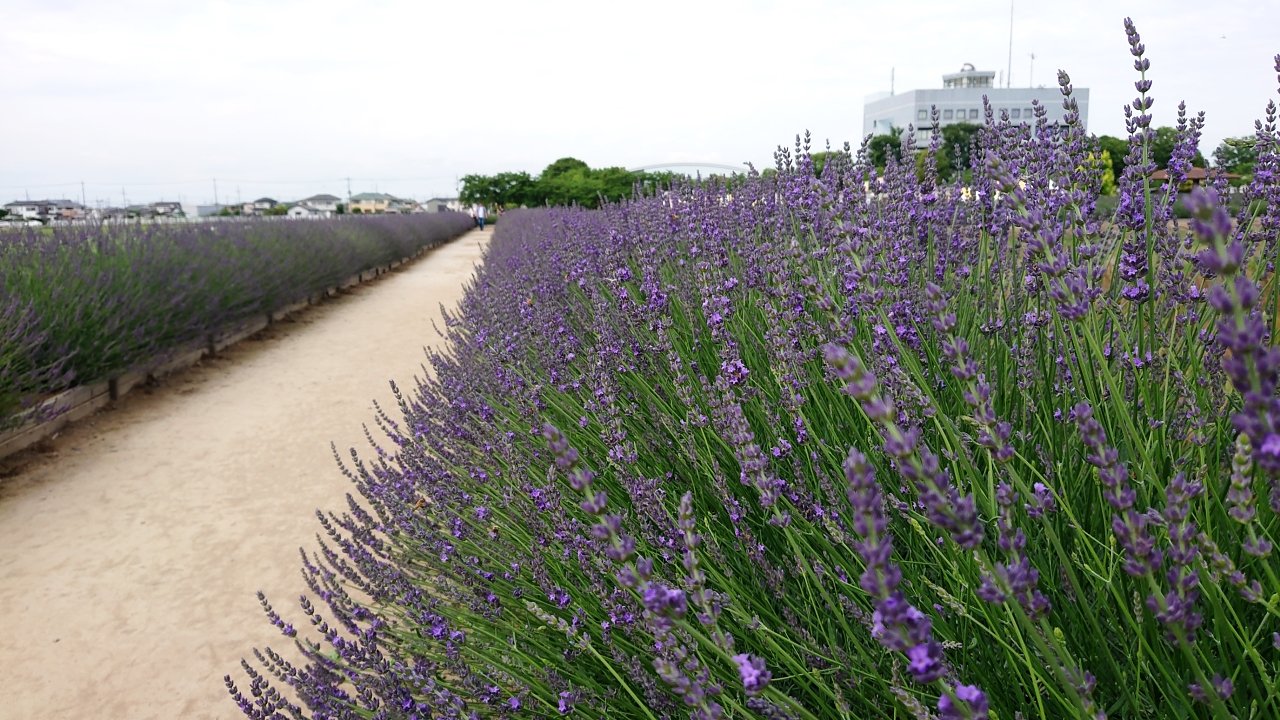 こん 菖蒲総合支所庁舎前 埼玉県久喜市 菖蒲城趾あやめ園から歩いて数分 まだ蕾 2分咲きくらいかな うっすら紫に彩られたラベンダー堤は それでもラベンダーの香りがスゴい 品種によっては満開で ミツバチたちもせっせと働いてました あやめ
