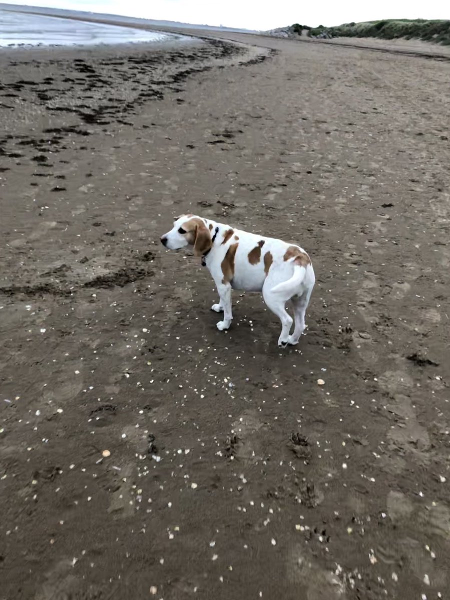 Me, last night. A last hobble on the beach before my operation today. I’m getting a bionic knee. Dad says he hopes the bill isn’t $6 million. Please wish my ‘rents luck as I know they will be in bits today. #beagle #Operation #bionic #vet #wirral