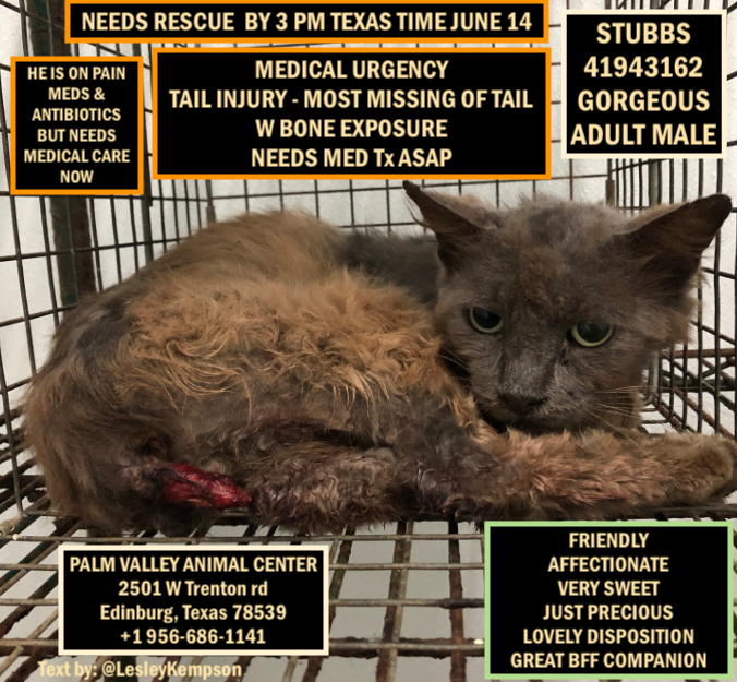 LesleyKempson's tweet photo. @PeterAskin1 STUBBS MUST BE SAVED BY 3 PM TX TIME JUNE 14
PALM VALLEY AC, EDINBURG, TX
MED URGENCY-TAIL INJURY-MISSING MOST OF TAIL W BONE EXPOSURE - NEEDS MED Tx ASAP
GORGEOUS ADULT MALE
FRIENDLY
AFFECTIONATE
VERY SWEET
JUST PRECIOUS
LOVELY DISPOSITION
BFF COMPANION
https://t.co/ONRzcz9dop https://t.co/0f6cwkPBY5