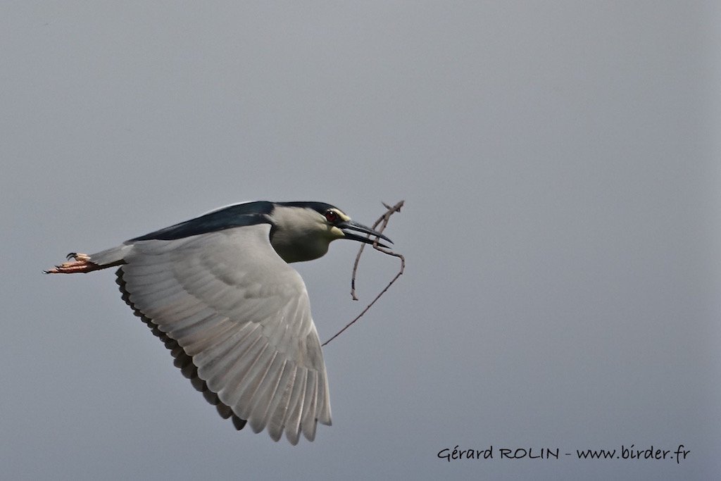 Birder52220's tweet photo. Offrez une sortie ornitho au lac du Der pour la Fête des Pères #fêtedespères #cadeau #sortiesnature #oiseaux #ornithologie #lacduder @SaintDizierFR https://t.co/UEa8ZeLht8
