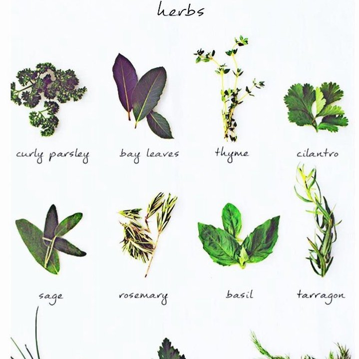NaturalHealthP's tweet photo. H E R B S  🌱⁣
⁣
Which one is your favourite?⁣
⁣
For more information on healing herbs, contact us on 01625 54 9000 or email health@naturalpractices.co.uk⁣ https://t.co/PT4NjXmauX