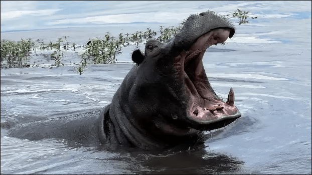 bizafricaonline's tweet photo. What to do when you encounter wild animals on your travels https://t.co/5VqwbCYjoI https://t.co/EJ9LEYZ5Ex