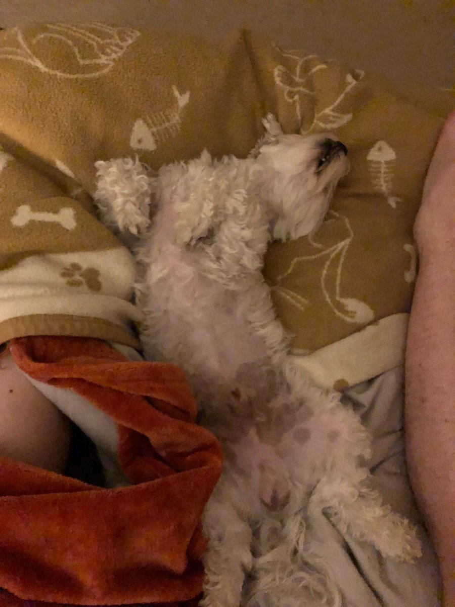 adv_of_fenton's tweet photo. Sleeping is what I do best ✌🏼 #DogsofTwittter https://t.co/2mnVvdbSq9