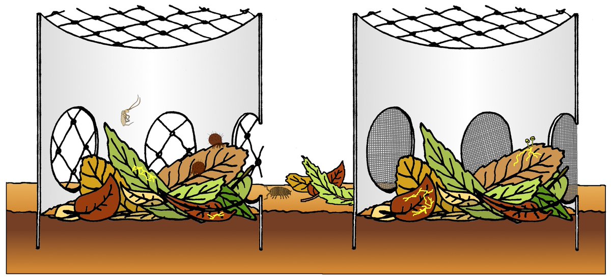 ChristianRistok's tweet photo. I've got a new publication on #soil macrofauna, #litter decomposition, and secondary #metabolites. I would be thrilled for you to have a read. You can download the paper for free for the next 50 days here: https://t.co/QDkAnCjaOu https://t.co/bu72lwFAo8
