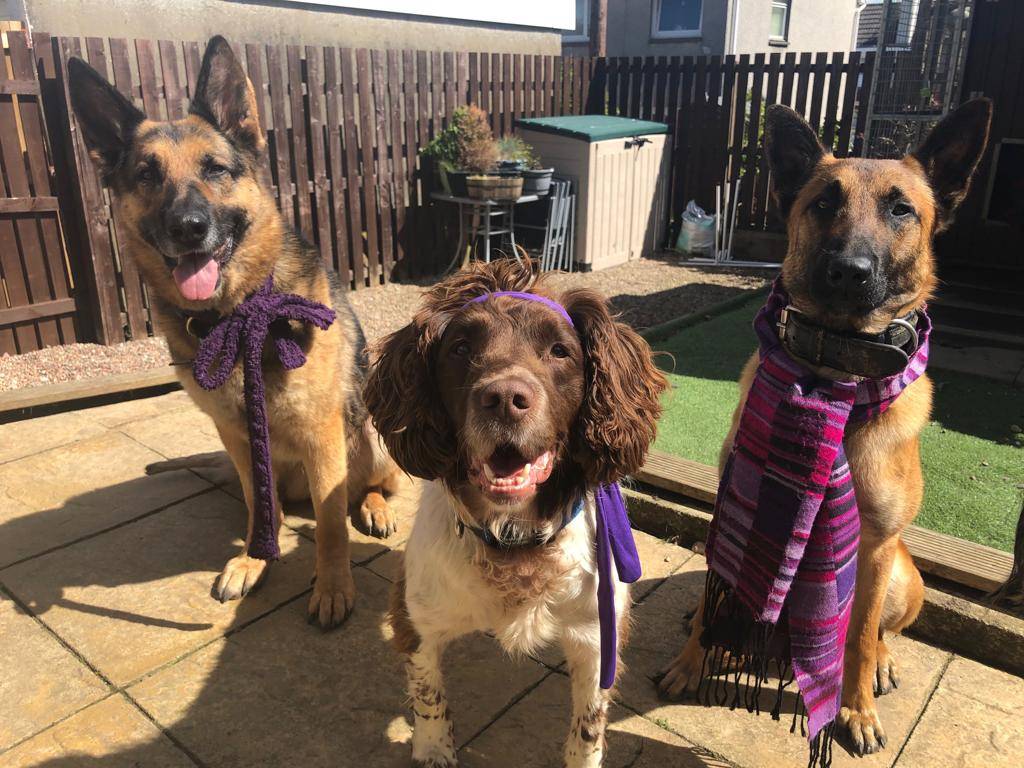 PSOSDogs's tweet image. Friday 14th June means it's time to support #PurpleSummer 💜
 Here's #PDCorrie #PDRexy and #TPDRip wearing purple in support.
#ChildAbuseAwareness

@leanleano 
💜🐕💜🐕💜🐕