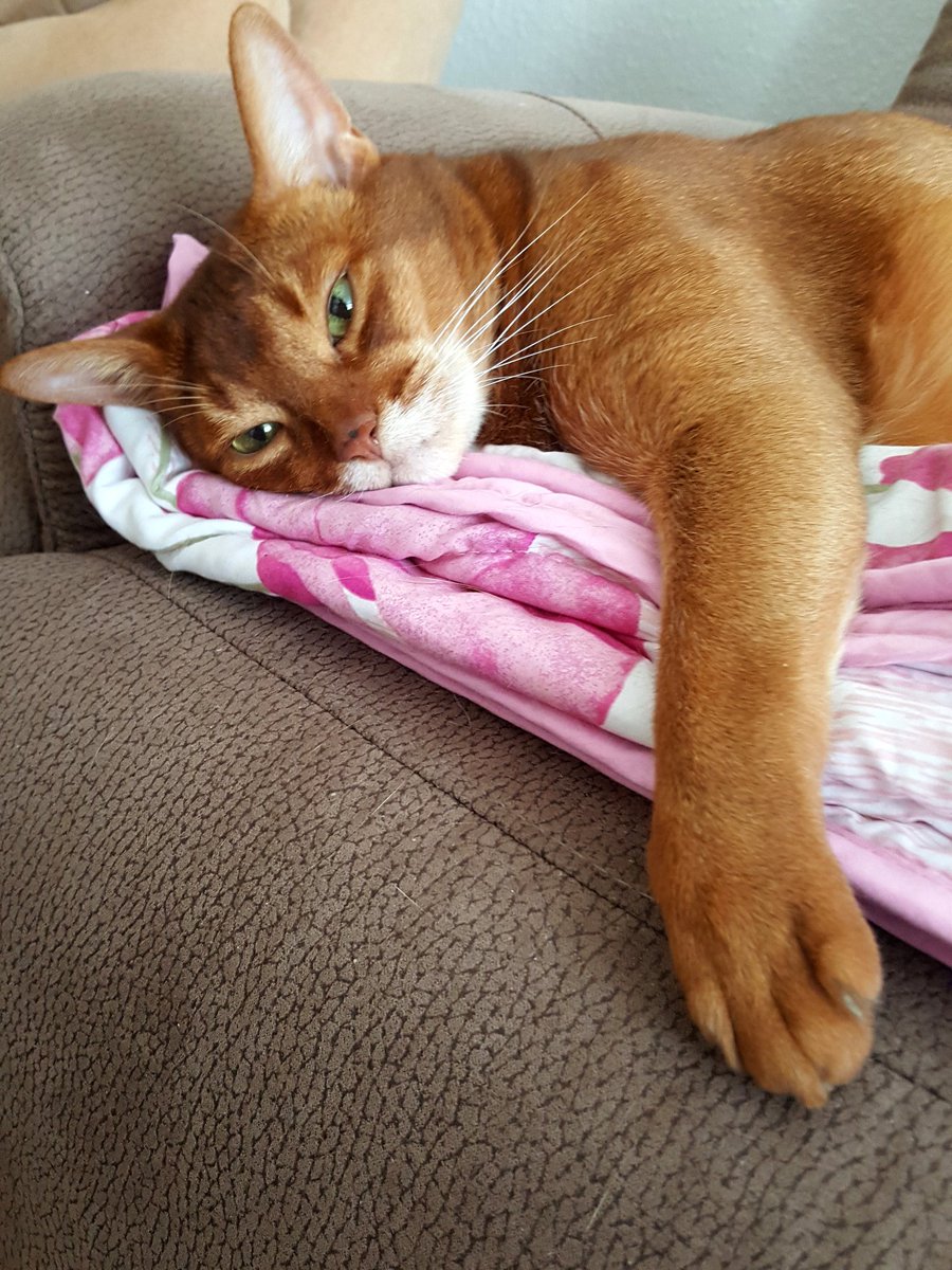 Hatschebutz's tweet photo. πLieber Donald, bitte sei vorsichtig. Deine Mama kommt heim. Hier ist meine Pfote zum Einhalten. #FindetDonald @filzballjaeger https://t.co/meNlIzAi6q