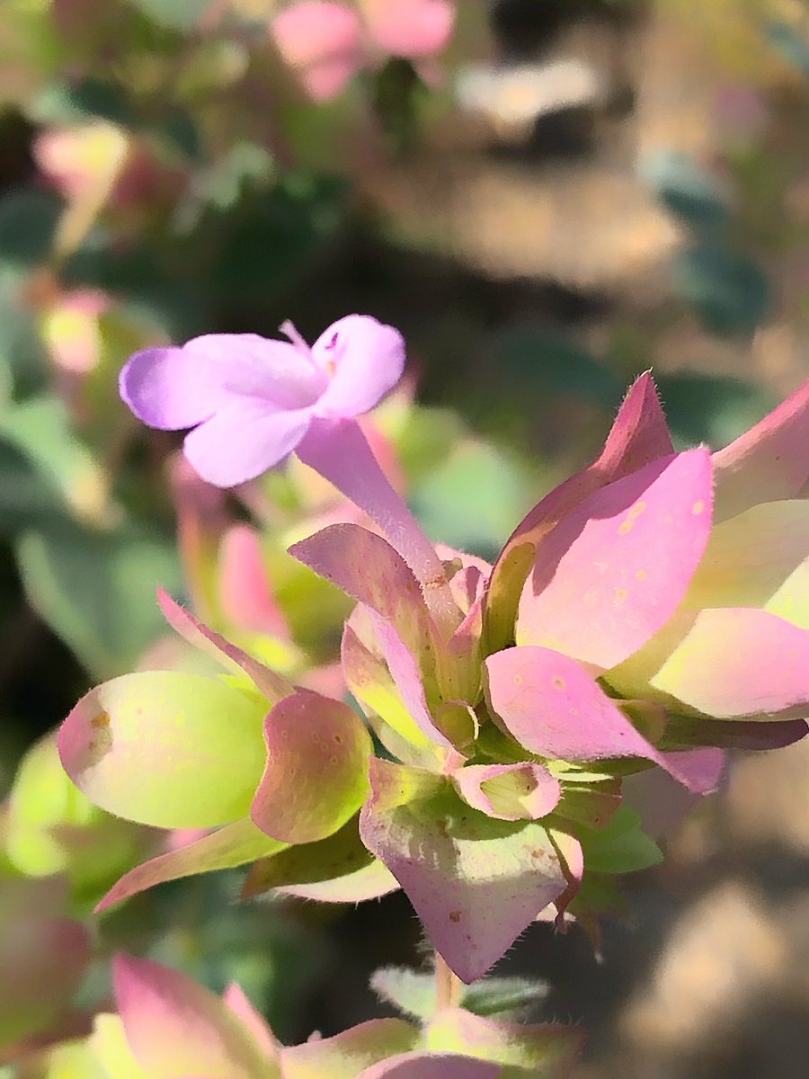 あなたに捧げる花 あなたに捧げる花