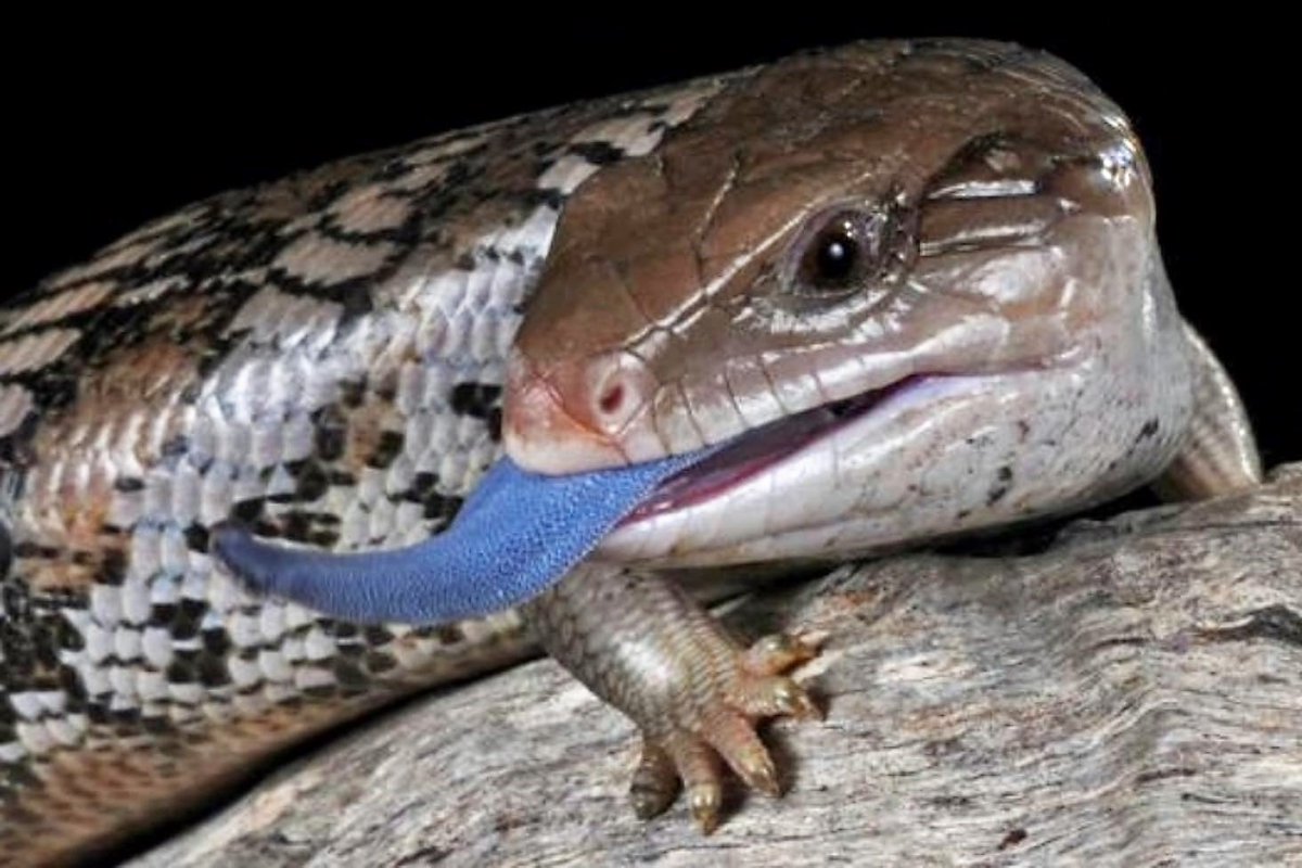 Почему змея высовывает. Австралийский синеязыкий сцинк. Ящерица сцинк синеязыкий. Смарагдовый сцинк. Крокодиловый сцинк.