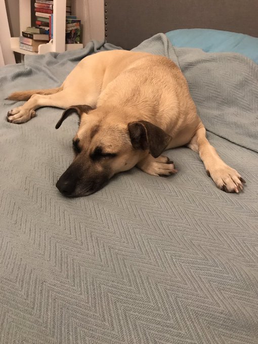 I appreciate my dog so much ❤️ 11/10 best doggo https://t.co/1Fk9NSB7nB<a href="/tag/liveshow"class="tags"><span>#liveshow</span></a><a href="/tag/horny"class="tags"><span>#horny</span></a><a href="/tag/camgirl"class="tags"><span>#camgirl</span></a><a href="/tag/chaturbate"class="tags"><span>#chaturbate</span></a><a href="/tag/natura"class="tags"><span>#natura</span></a>