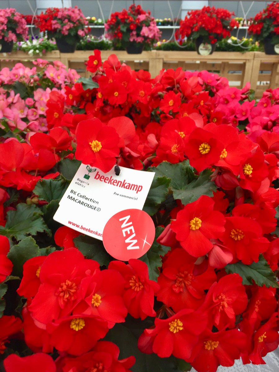 Beekenkamp Plants tweet media