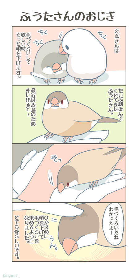 ふうたさんのおじぎ。

#buncho #javasparrow #文鳥 