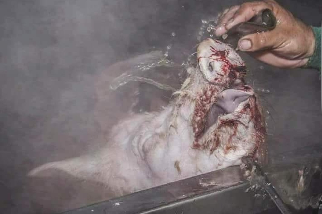 Natuur_Nature's tweet image. Een roterende arm die je naar onderduwd in kokend water,  jij in je volledig bewustzijn...schoppend en gillend  U.S #vegan #MeatIsGood #meatheals  #ikeetvlees🔚  #meatishorror