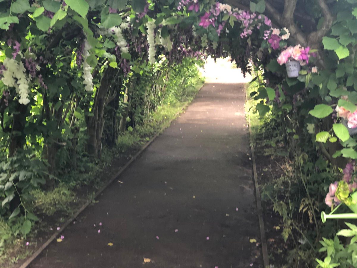 Whittingtons (@whittingtonsbiz) on Twitter photo We are at <a href="/FlowerFestUK/">The FlowerFest</a> in #Bournemouth this weekend and our staff have been busy decorating the lime archway at Christchurch Abbey in our #ArtificialFlowers. There’s plenty happening in the area this weekend with lots of lovely floral displays 🌼🌸 We are at <a href="/FlowerFestUK/">The FlowerFest</a> in #Bournemouth this weekend and our staff have been busy decorating the lime archway at Christchurch Abbey in our #ArtificialFlowers. There’s plenty happening in the area this weekend with lots of lovely floral displays 🌼🌸
