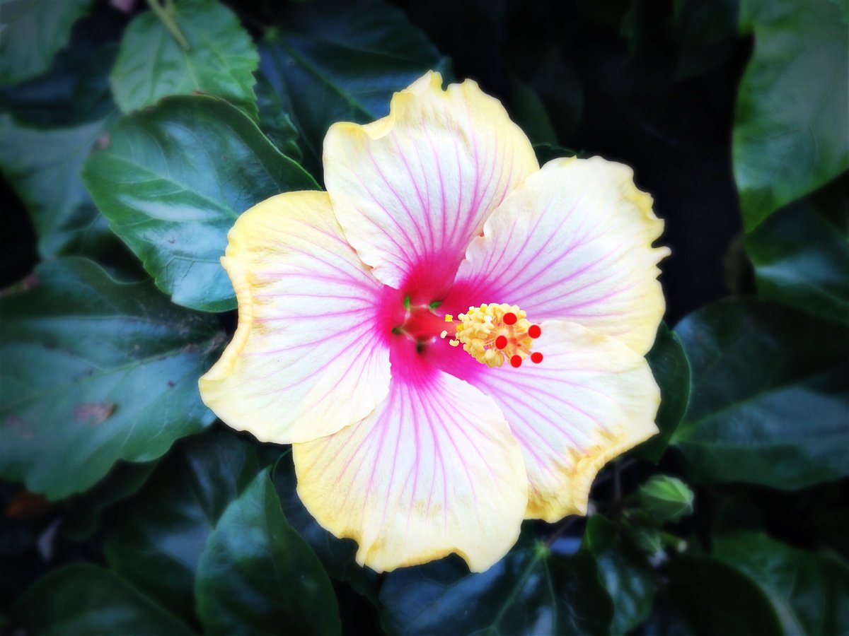 Max_Hecker's tweet photo. Good luck @JUNGTW_LEO for today’s concert - as well as for the following ones! My fingers are crossed! I‘m sure that 🌸THE FLOWER🌸 is going to sound fantastic live - even without my participation 😉

#maxwoon #theflower #seoul #berlin #빅스 #VIXX #LEO #정택운 #MUSE @RealVIXX https://t.co/nu9TXSXGra