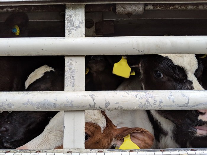 ciwf's tweet photo. Today's the day: all around the world campaigners are coming together to #StopLiveTransport 🚫🚛

In the UK we're looking forward to seeing lots of you in London to campaign to #BanLiveExports! 

Take action online, call for a live export ban: https://t.co/CPZroBwmYR https://t.co/T8wsbvKBMq