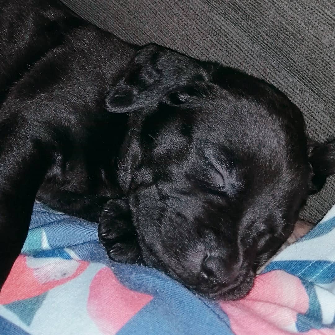 PelutsEls's tweet photo. CAS EXTERN: ens demanen ajuda per trobar adopcions responsables per aquests cadellets de 2 mesos. 2 mascles i 1 femella, seran de mida mitjana. La mare té molt bon caràcter i l'esterilitzaran quan estiguin adoptats. CONTACTE 660 07 88 40 DANI #FemXarxa #XarxaBarcelonaAdopcions https://t.co/Ook1cHfwpe