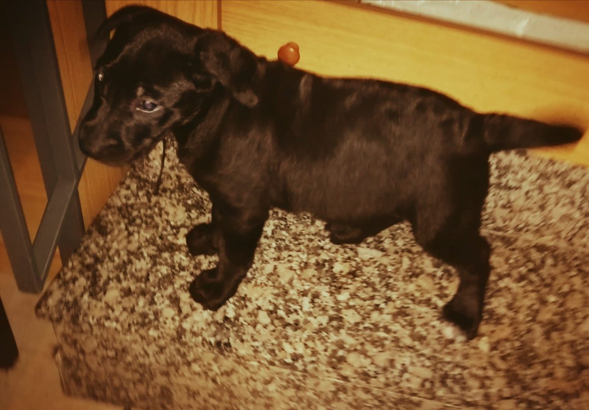 PelutsEls's tweet photo. CAS EXTERN: ens demanen ajuda per trobar adopcions responsables per aquests cadellets de 2 mesos. 2 mascles i 1 femella, seran de mida mitjana. La mare té molt bon caràcter i l'esterilitzaran quan estiguin adoptats. CONTACTE 660 07 88 40 DANI #FemXarxa #XarxaBarcelonaAdopcions https://t.co/Ook1cHfwpe