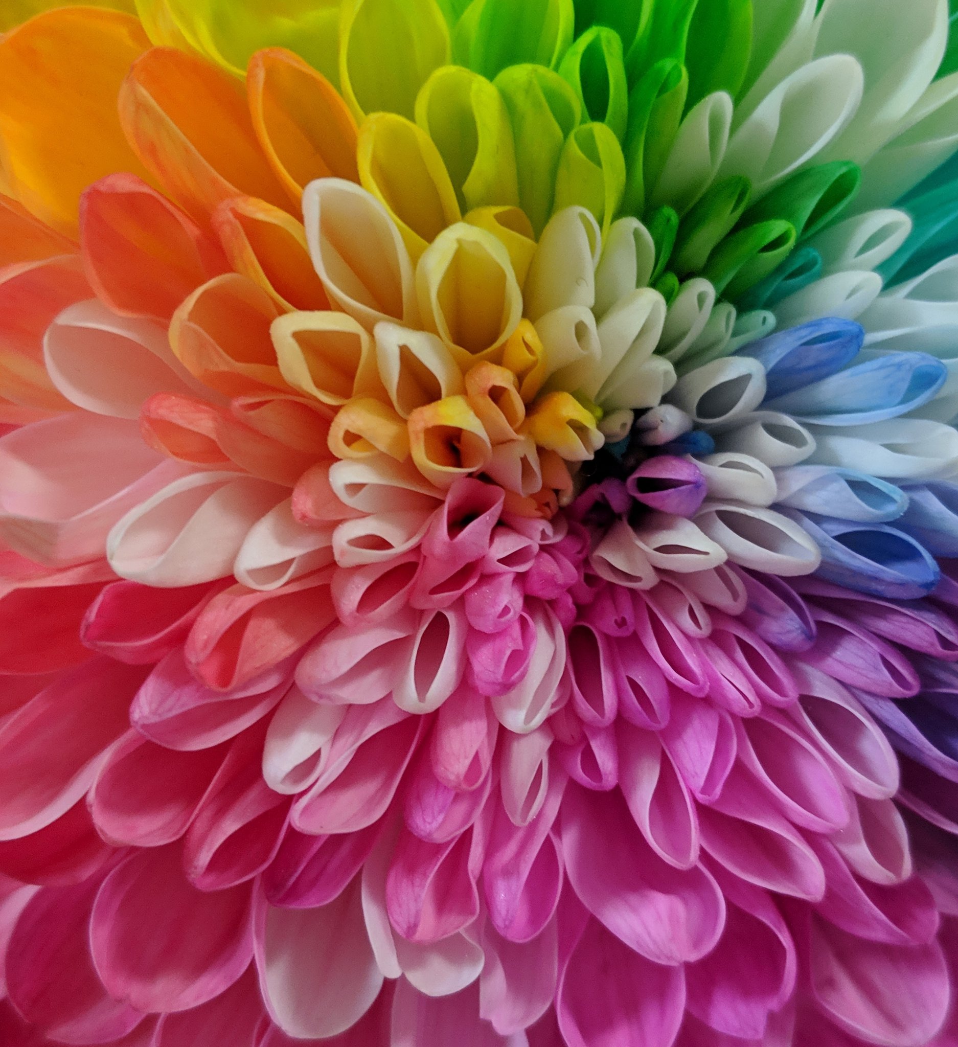虹色の花 Twitter Search Twitter