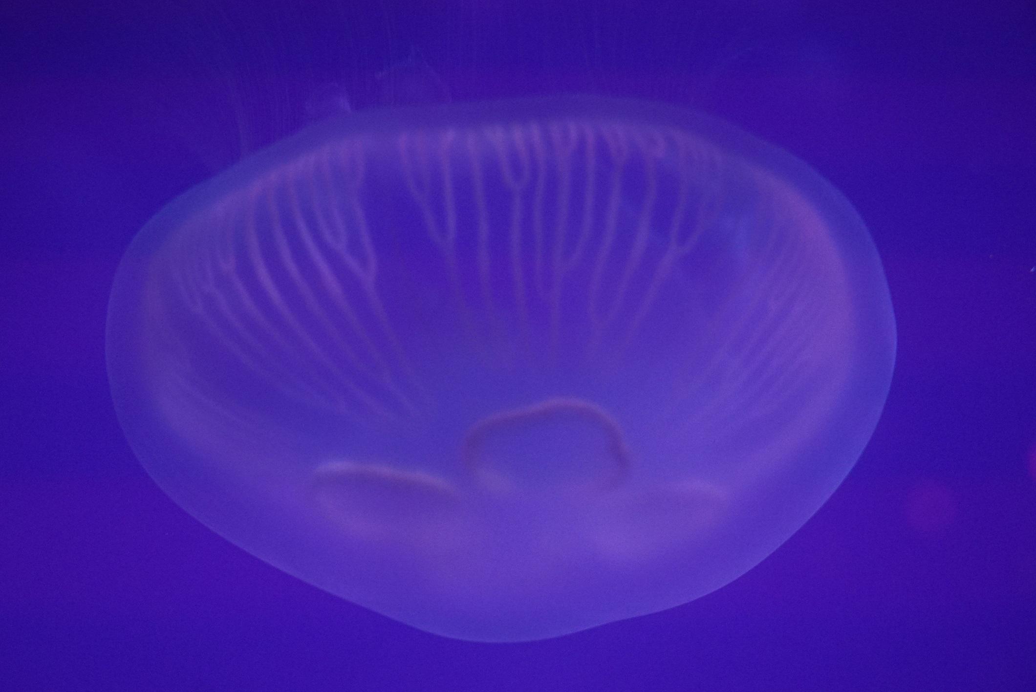 レゴランド ジャパン リゾート 公式 ミズクラゲ は日本沿岸で春から夏にかけて出現するクラゲです クラゲをエサ とする生物は ときに海中に漂うビニール袋を ふわふわ漂うクラゲとまちがえて捕食してしまうことがあります 無造作に捨てられた