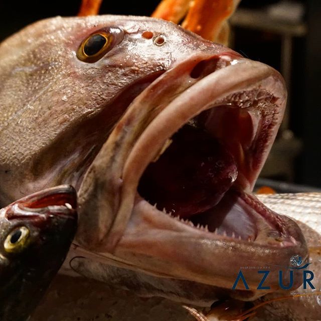 AzurYenikoy's tweet photo. #İstanbul #seafood #finedining #denizmahsulleri #yenikoy #azuryenikoy#İstanbul #seafood #finedining #denizmahsulleri #yenikoy #azuryenikoy https://t.co/mDni27X69H