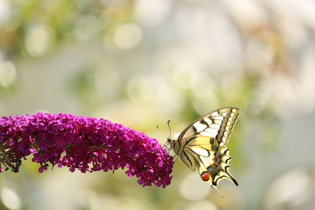 Welke vlinders zie je in jouw tuin? Is die vrolijke fladderaar een Koolwitje of Atalanta? Volg op 15 juni de minicursus 'Dagvlinders herkennen' <a href="/KNNVvereniging/">KNNV</a> Deventer en je herkent ze allemaal! Er zijn nog een paar plekken bit.ly/2wVbyf0 #tuinweek #levendetuin @GroeiNL