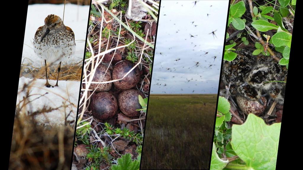 eunbkwon's tweet photo. After a long incubation, our study on the phenological mismatch between Arctic shorebirds and their invertebrate prey across ten breeding grounds is fledged for your view: https://t.co/vedeiAUEwL Amazing collaboration was made through the #ArcticShorebirdDemographicsNetwork https://t.co/N5cJPPWhqJ