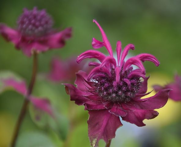 Kom op 15 juni naar het plantenfestijn bij kwekerij Struijk in Sprang-Capelle van @GroeiNL De Langstraat met vaste planten, struiken en (fruit)bomen, een kinderboerderij, een tuinontwerper en veel meer! Check: bit.ly/2XK3utl #tuinweek <a href="/delangstraat/">Langstraat Vandaag</a>