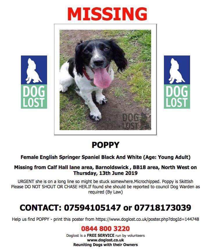 ShortDognSides's tweet photo. 🌟🌟MISSING SPRINGER🌟🌟
#barnoldswick #doglost #missingdog #Lancashire #rt #findpoppy #lostspaniel https://t.co/n83cUIvDBo
