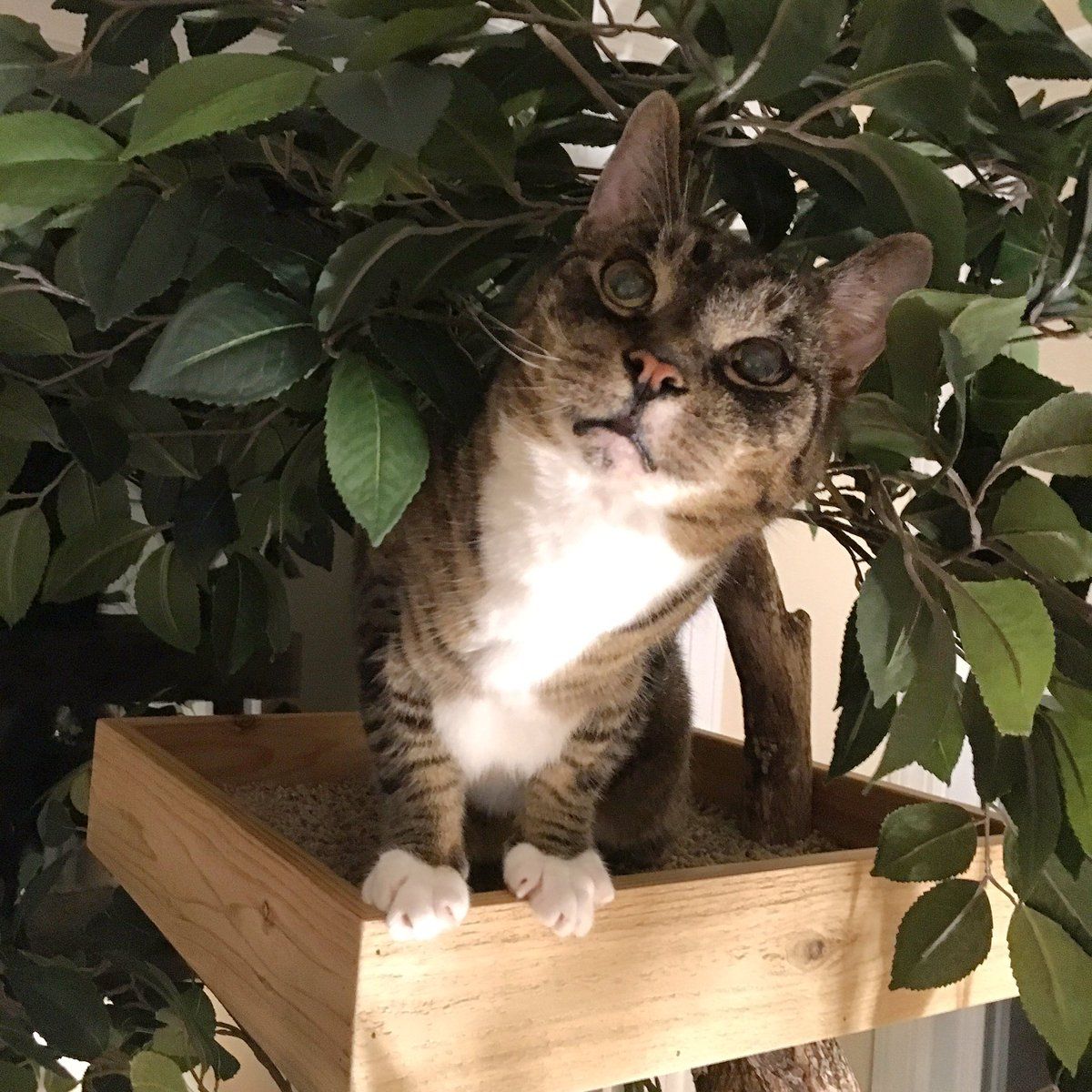 Happy Friday from Ulysses <a href="/Pettreehouses/">Joe DelRocco</a>